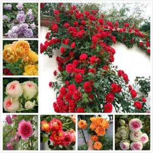 Climbing Rose Flower Seeds (2 প্যাকেট)